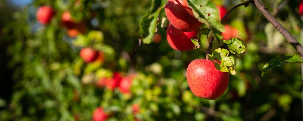 Biology researchers studying if bats can help control pests at apple orchards